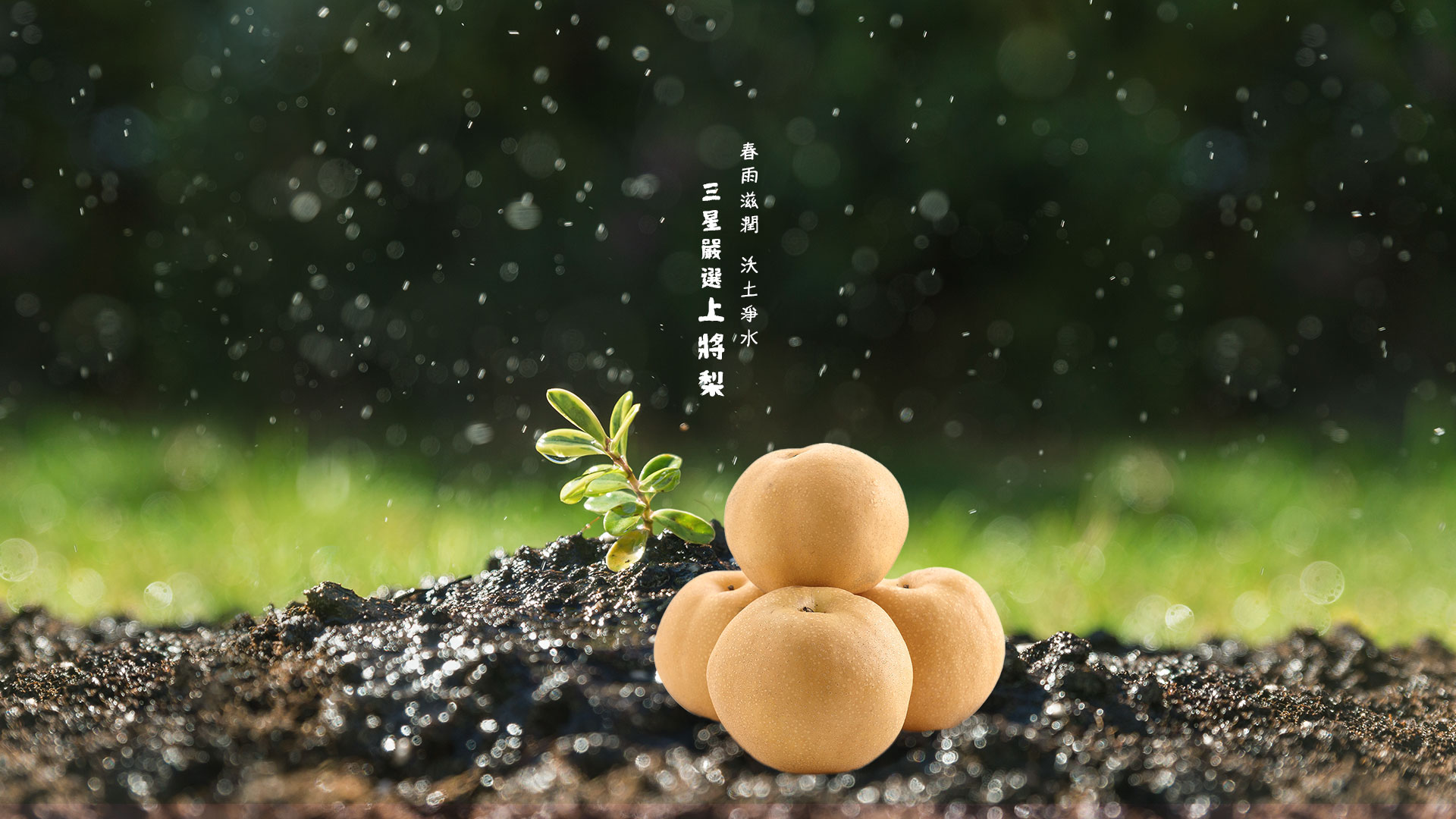 把梨山的梨種到三星平地：日新豐尚匠梨果園
